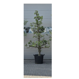 Oude Perenboom - Gieser Wildeman