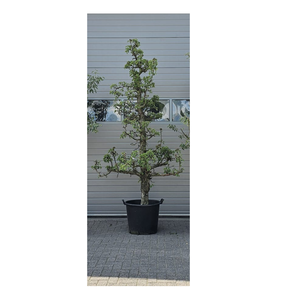 Oude Perenboom - Gieser Wildeman