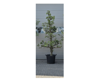 Oude Perenboom - Gieser Wildeman