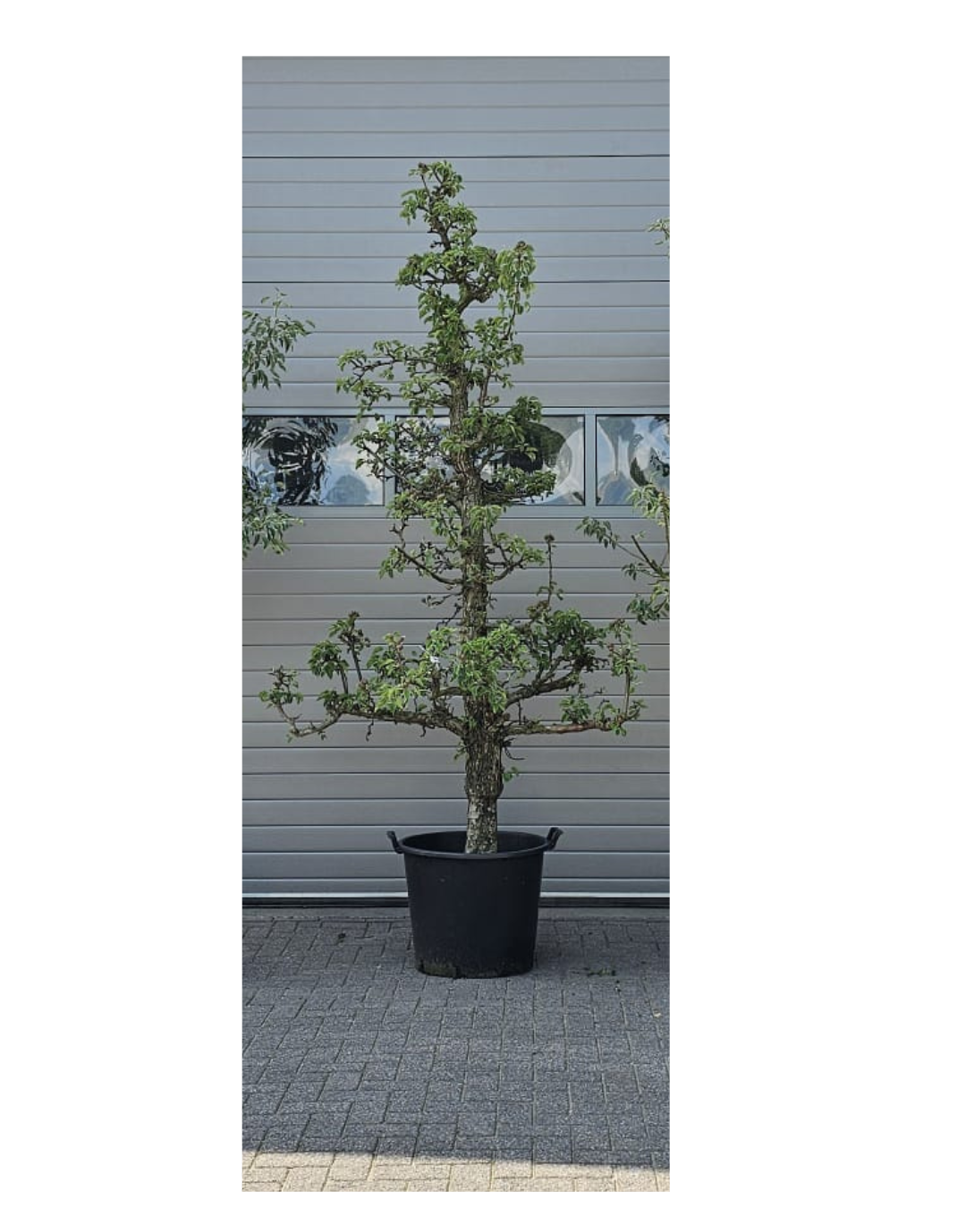 Oude Perenboom - Gieser Wildeman