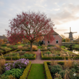 Rode sierappel - Malus ‘Red Sentinel’