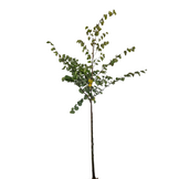 Judasboom - Cercis siliquastrum