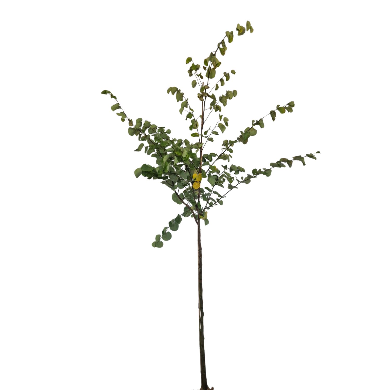 Judasboom - Cercis siliquastrum