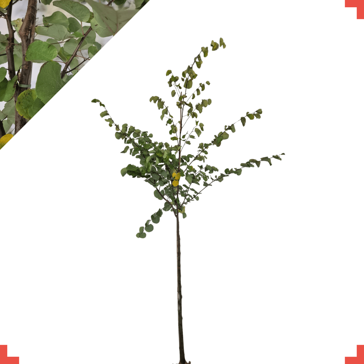 Judasboom - Cercis siliquastrum