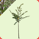 Judasboom - Cercis siliquastrum