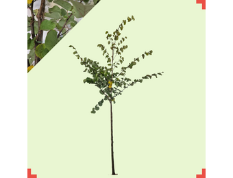 Judasboom - Cercis siliquastrum