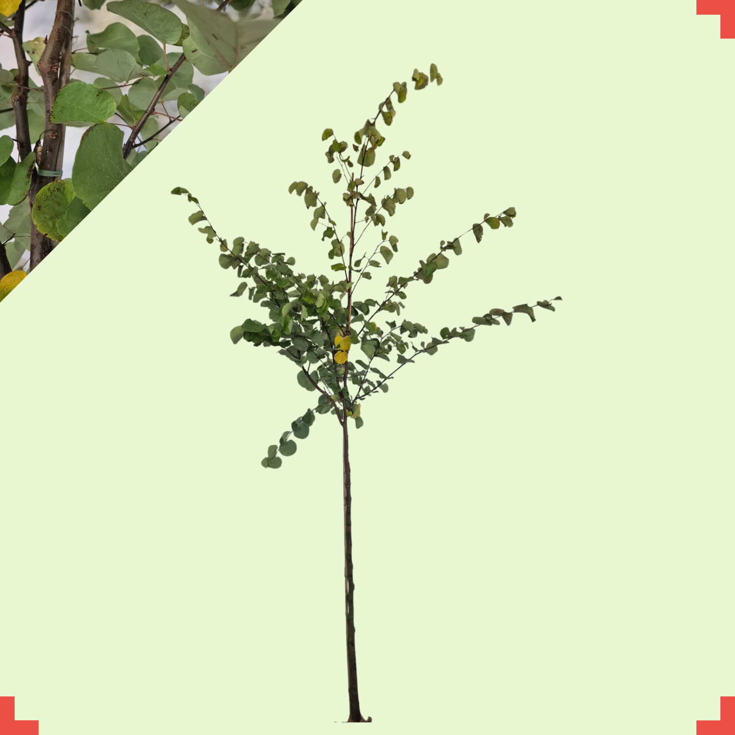 Judasboom - Cercis siliquastrum