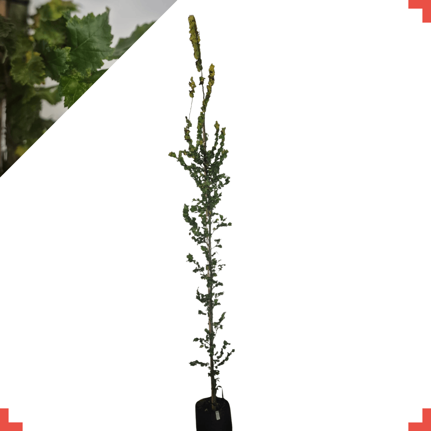 Goudiep - Ulmus hollandica Wredei