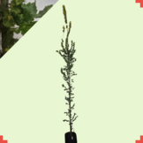 Goudiep - Ulmus hollandica Wredei