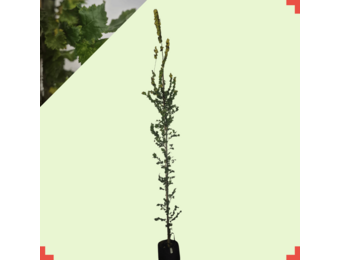 Goudiep - Ulmus hollandica Wredei