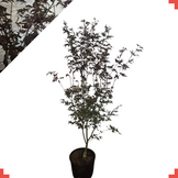 Acer palmatum 'Bloodgood'