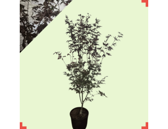 Acer palmatum 'Bloodgood'