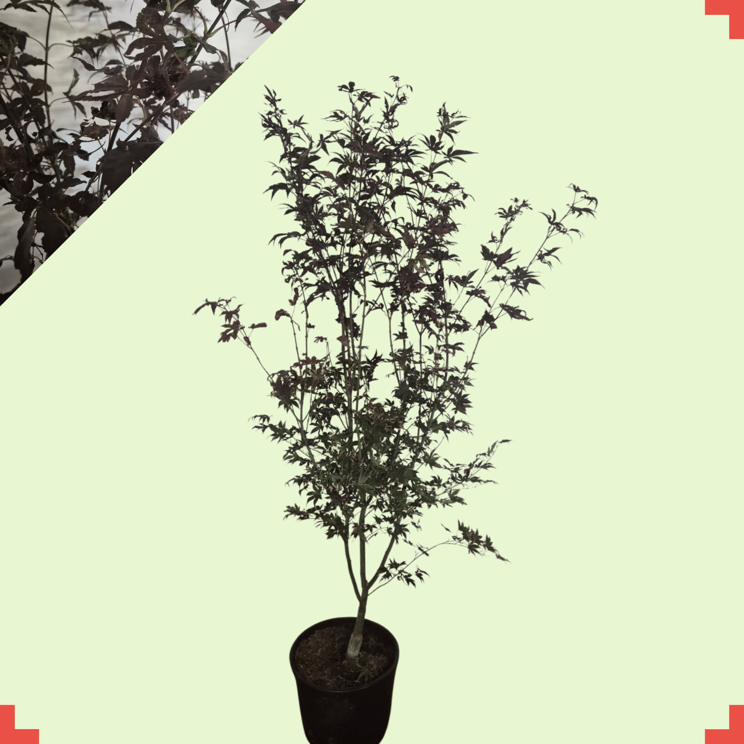 Acer palmatum 'Bloodgood'