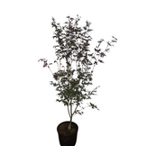 Acer palmatum 'Bloodgood'