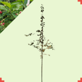 Krentenboom op stam  -  Amelanchier lamarckii