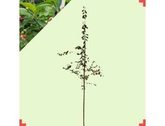 Krentenboom op stam  -  Amelanchier lamarckii