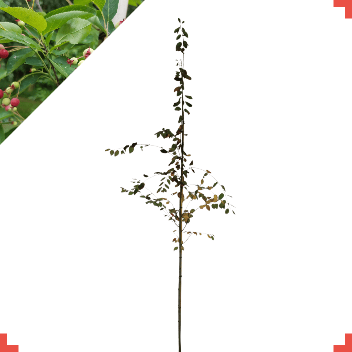 Krentenboom op stam  -  Amelanchier lamarckii