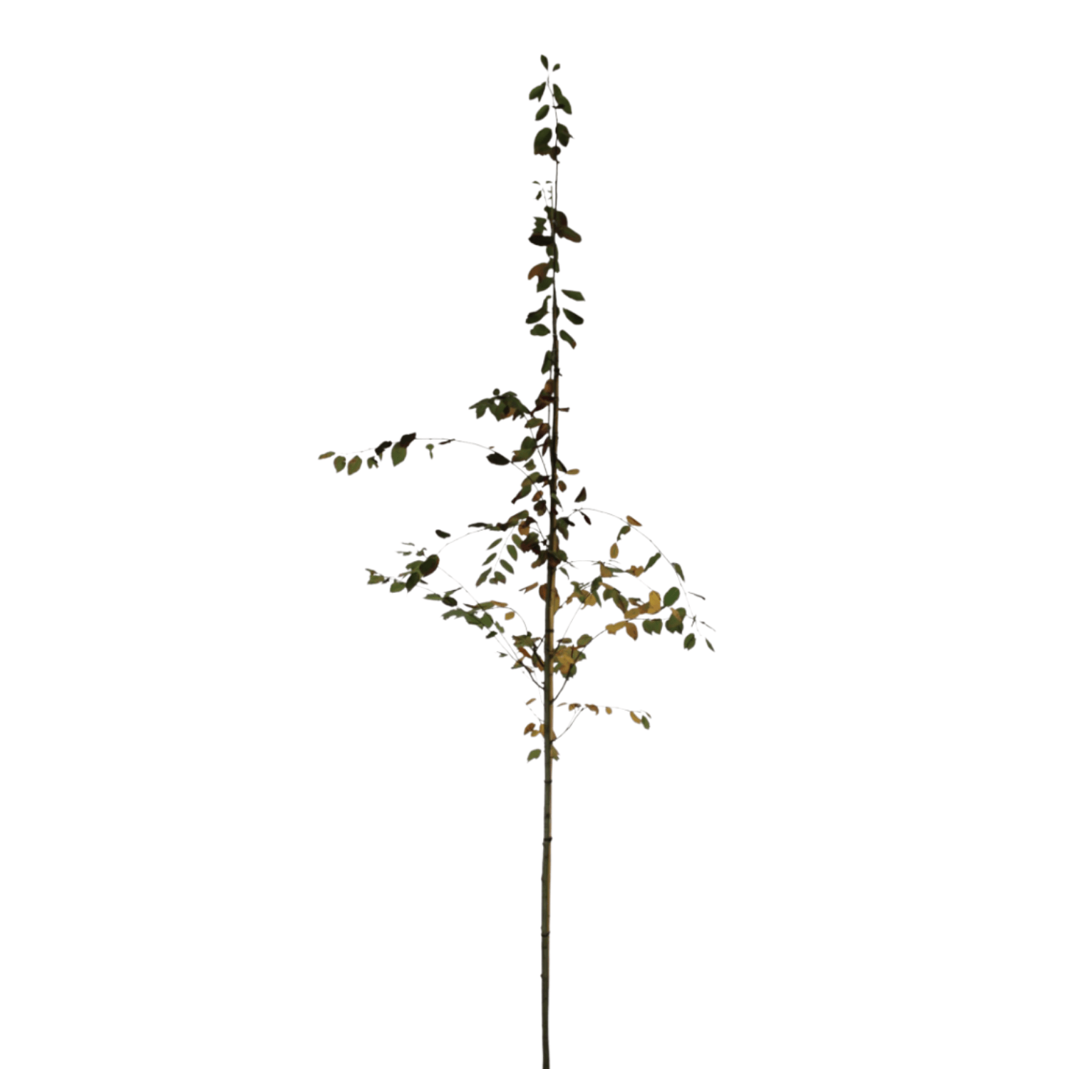 Krentenboom op stam  -  Amelanchier lamarckii