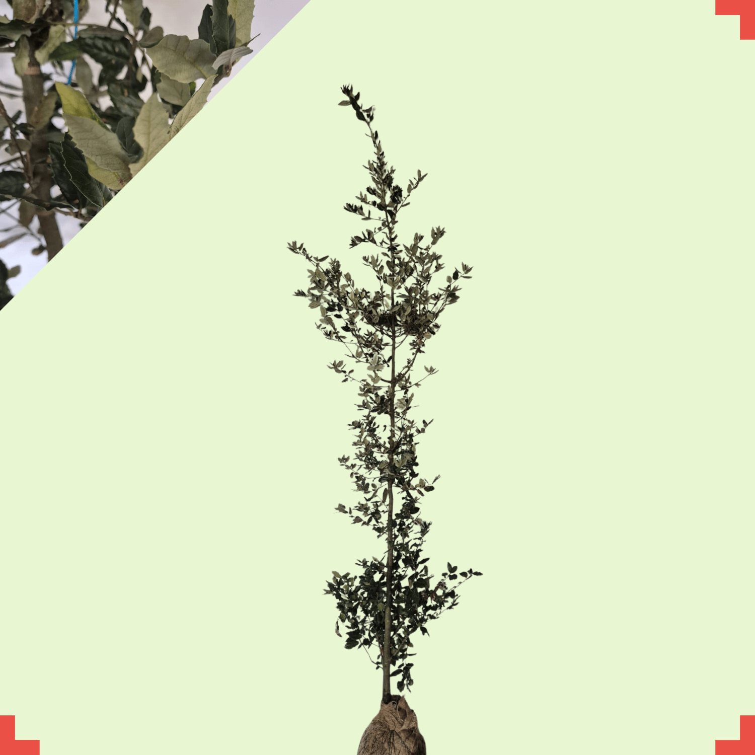 Steeneik - Quercus Ilex