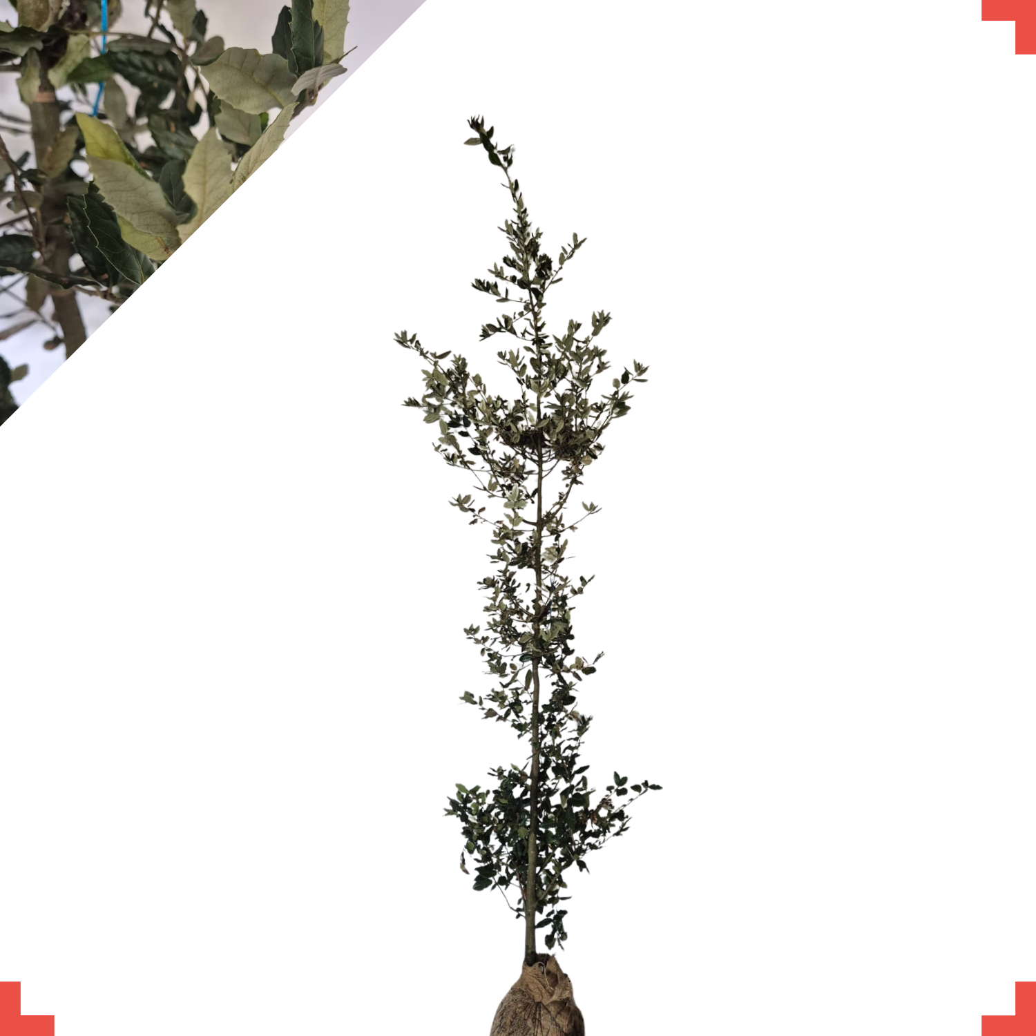 Steeneik - Quercus Ilex