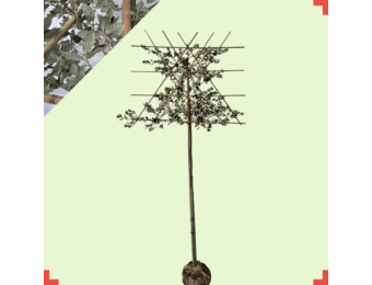 Steeneik leiboom - Quercus ilex