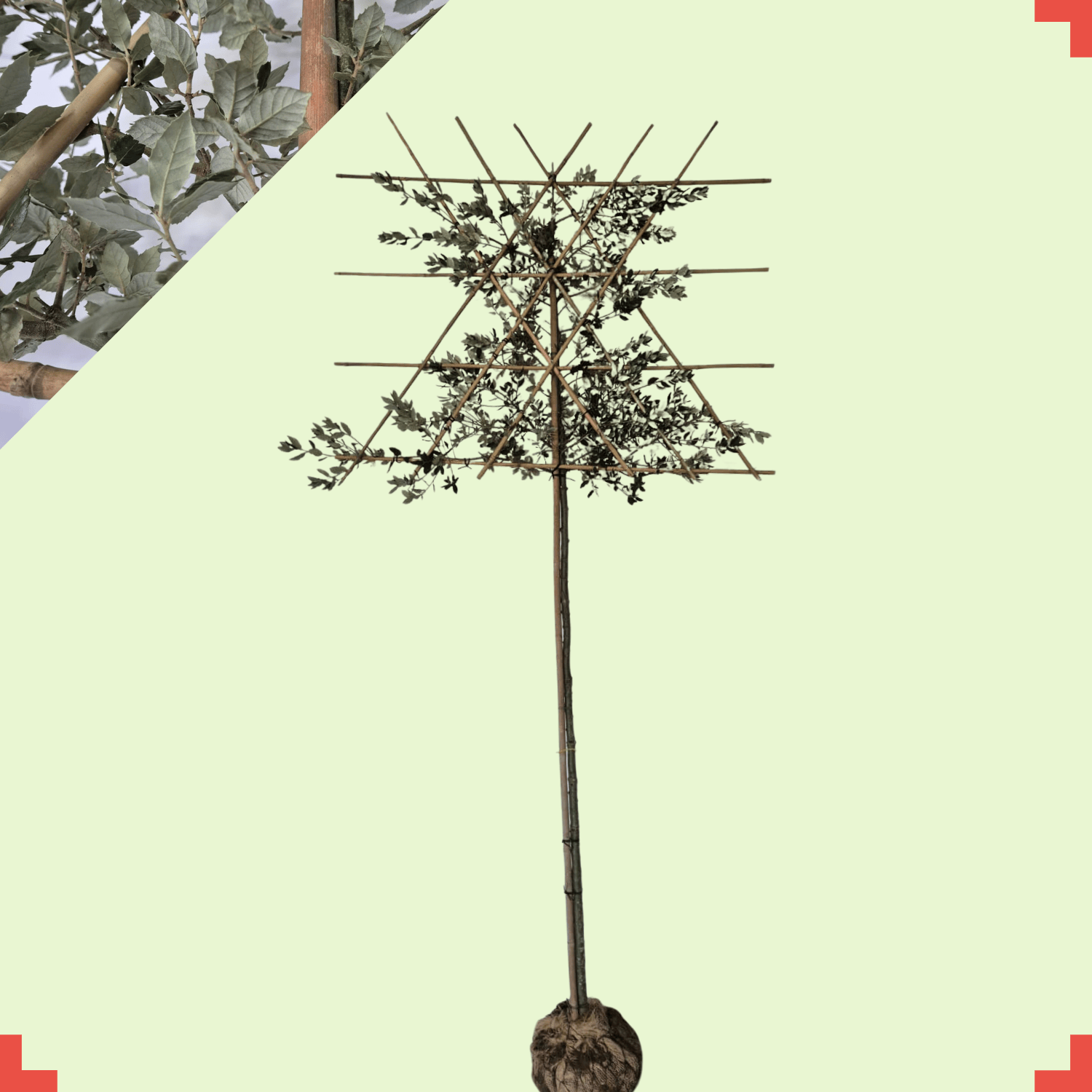 Steeneik leiboom - Quercus ilex