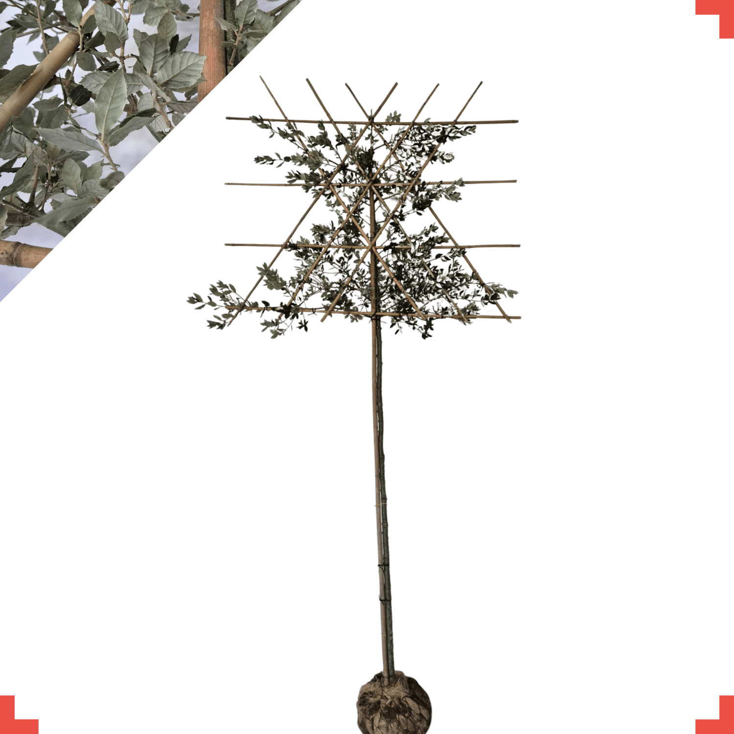 Steeneik leiboom - Quercus ilex