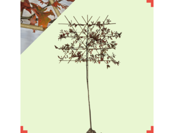 Moeraseik leiboom - Quercus Palustris