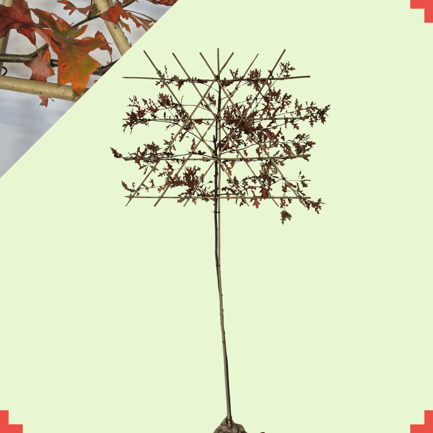 Moeraseik leiboom - Quercus Palustris