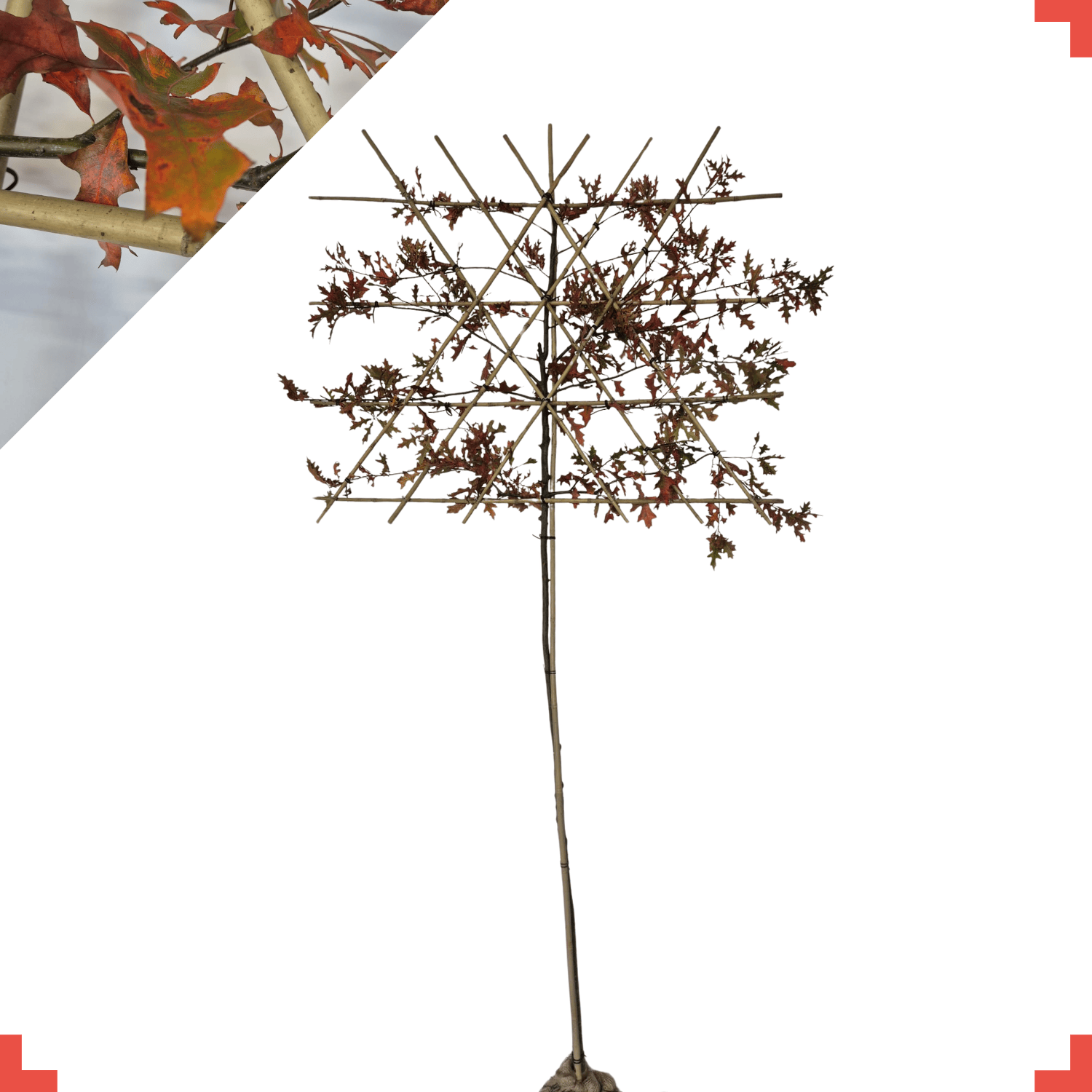 Moeraseik leiboom - Quercus Palustris