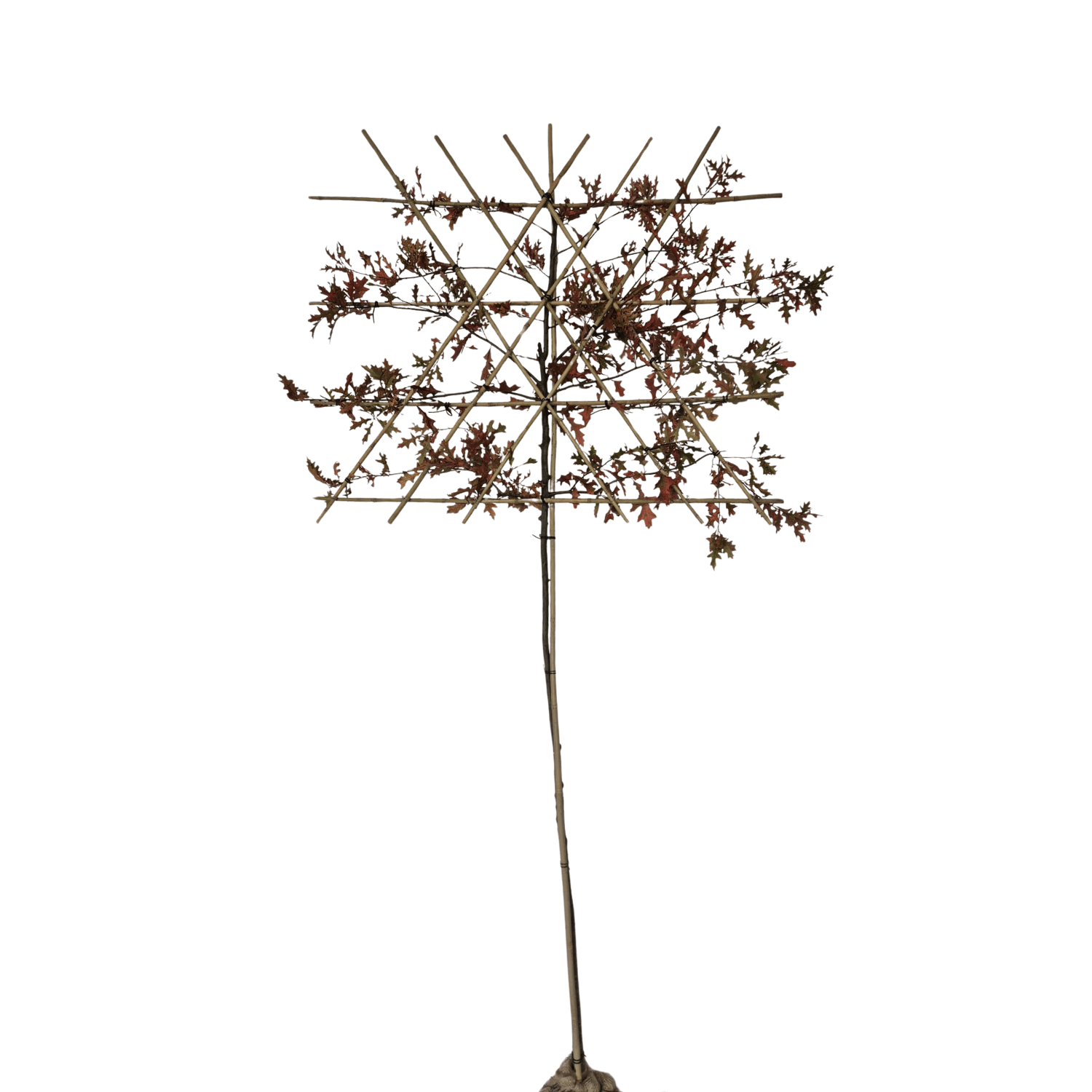 Moeraseik leiboom - Quercus Palustris