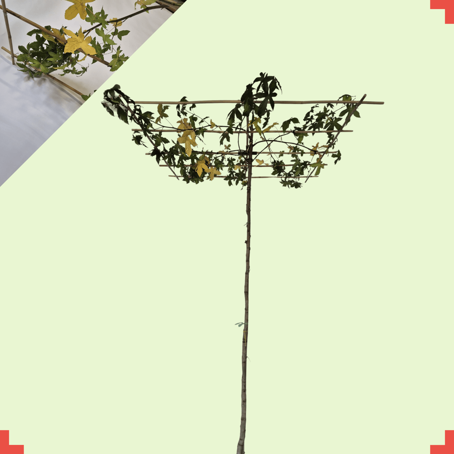 Dak amberboom - Liquidambar styraciflua