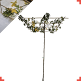 Dak amberboom - Liquidambar styraciflua