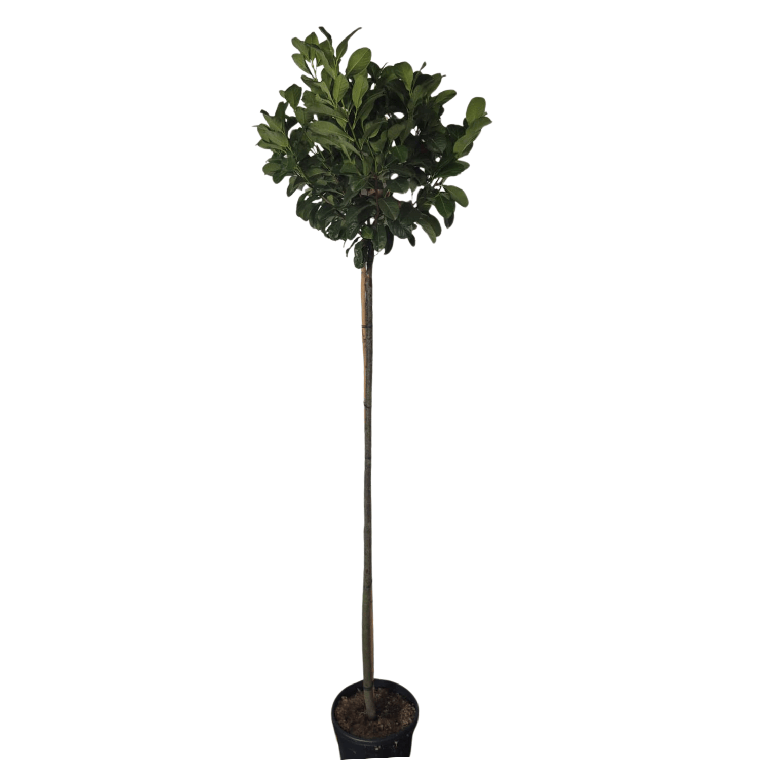 Laurier bolvorm - Prunus laurocerasus Etna