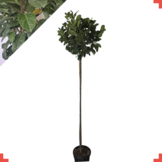 Laurier bolvorm - Prunus laurocerasus Etna