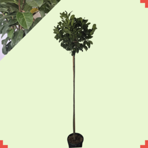 Portugese laurier bolvorm - Prunus lusitanica