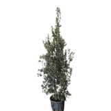 Steeneik - Quercus Ilex - meerstammig wilde vorm