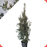 Steeneik - Quercus Ilex - meerstammig wilde vorm