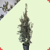 Steeneik - Quercus Ilex - meerstammig wilde vorm