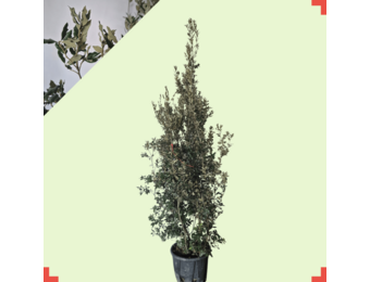 Steeneik - Quercus Ilex - meerstammig wilde vorm