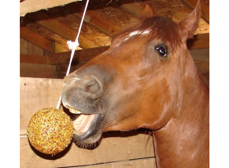 Horse balls. Лошадь скука. Horse balls Folding. Яйца коня фото настоящего.