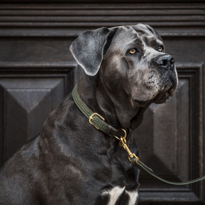 Plaited Nylon Dog Collar