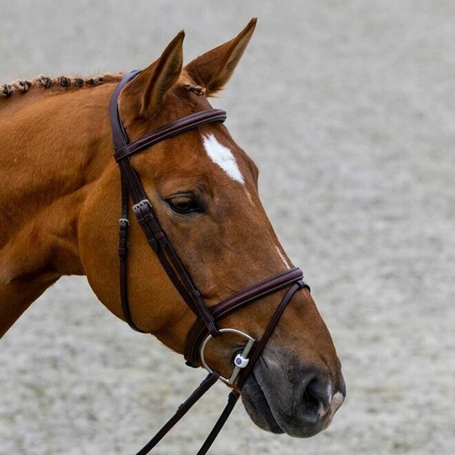 Calgary Gecombineerde Neusriem Hoofdstel