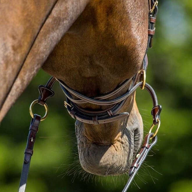 Falsterbo T-motion Bridle