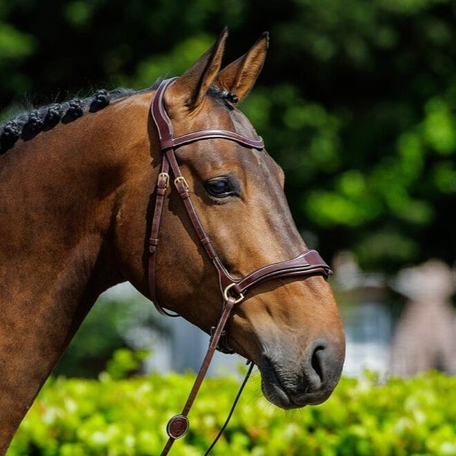 Falsterbo T-motion Bridle