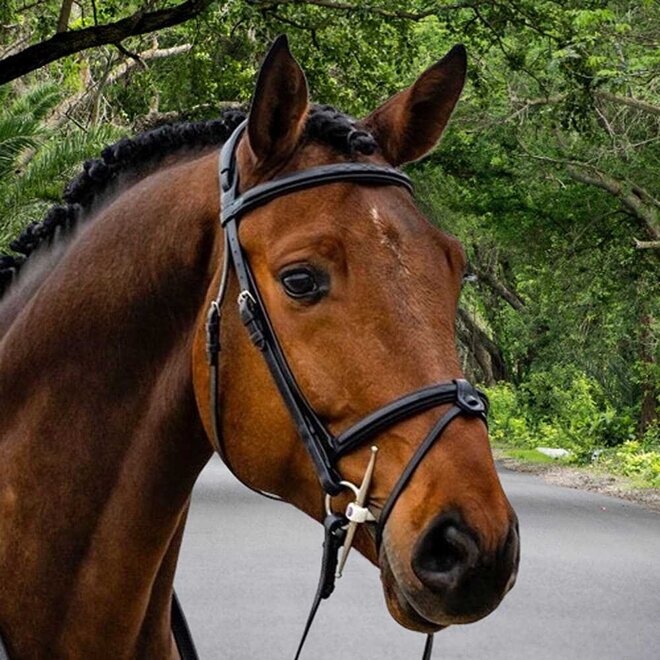 Geneva Combined Noseband Bridle