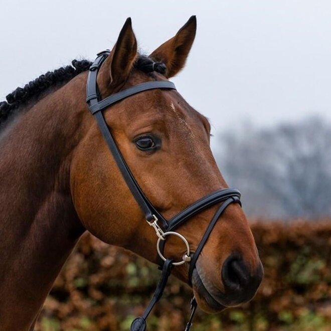 Hamburg Training Bridle