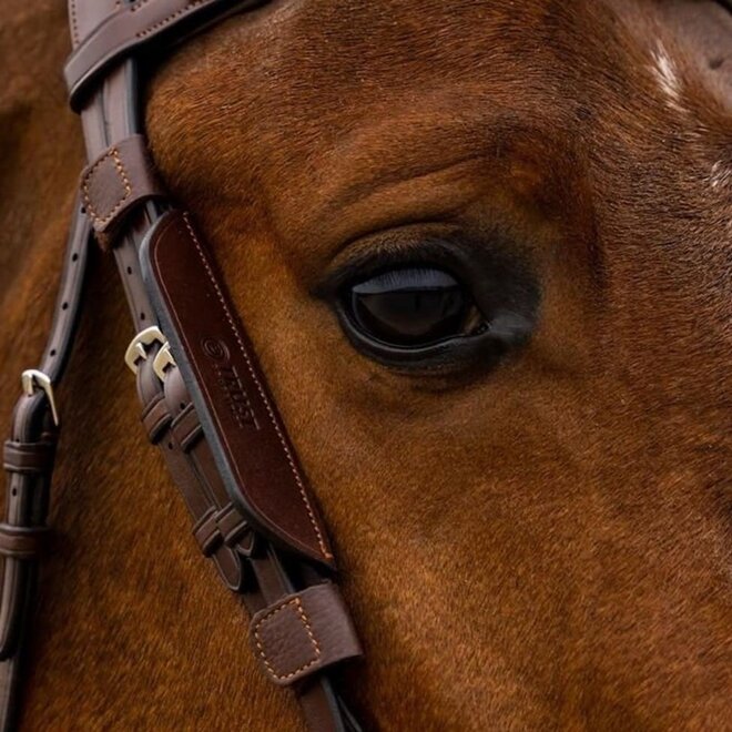 Blinkers – Focus Backenstücke