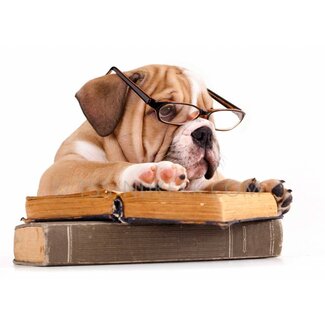 TSS-Nijkerk Ansichtkaart Engelse Bulldog