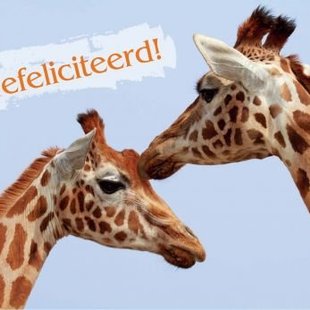 Congratulation